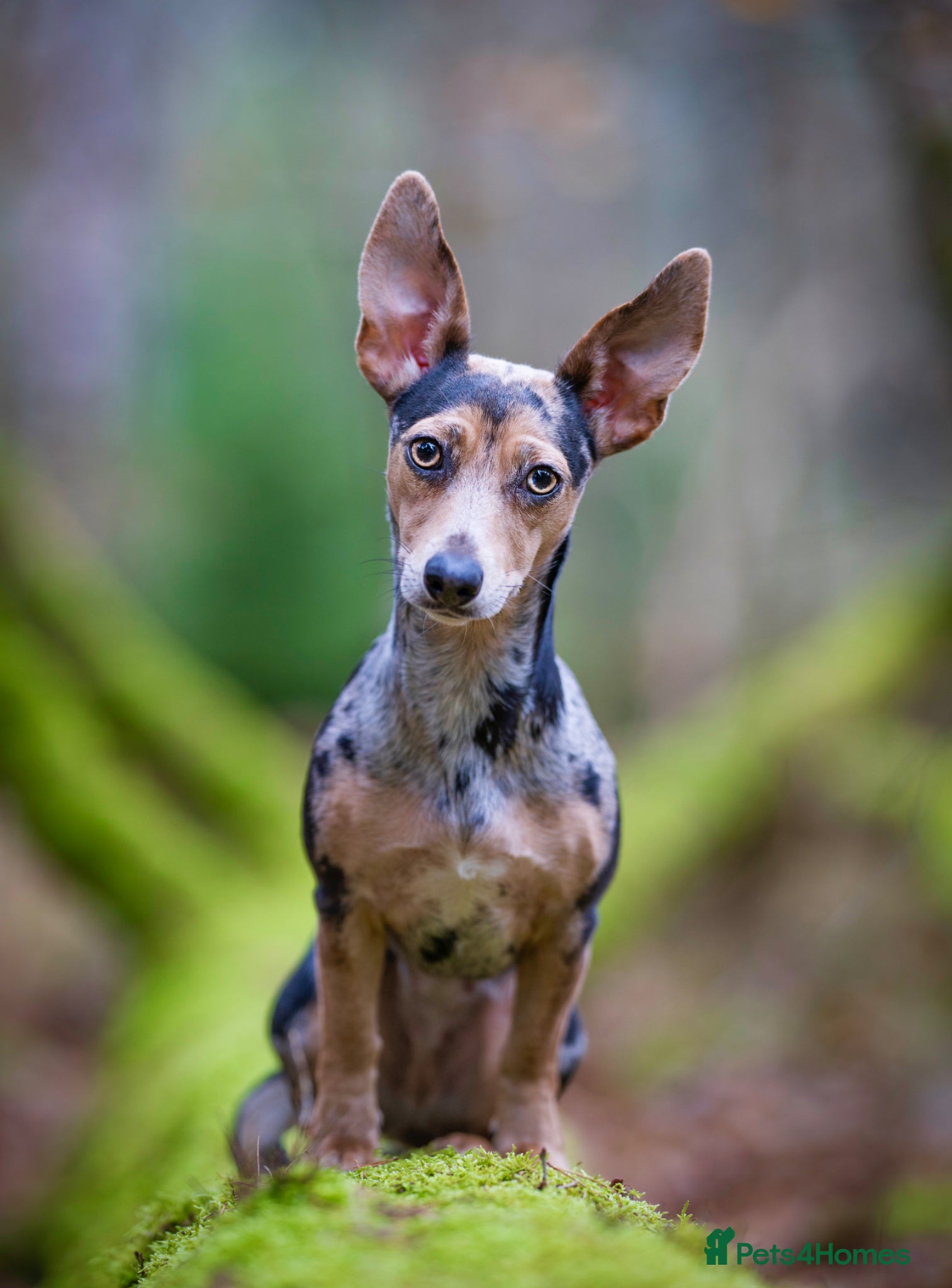 Jackshund dogs 2 year old Jack Russell X dachshund for sale - Advert 1