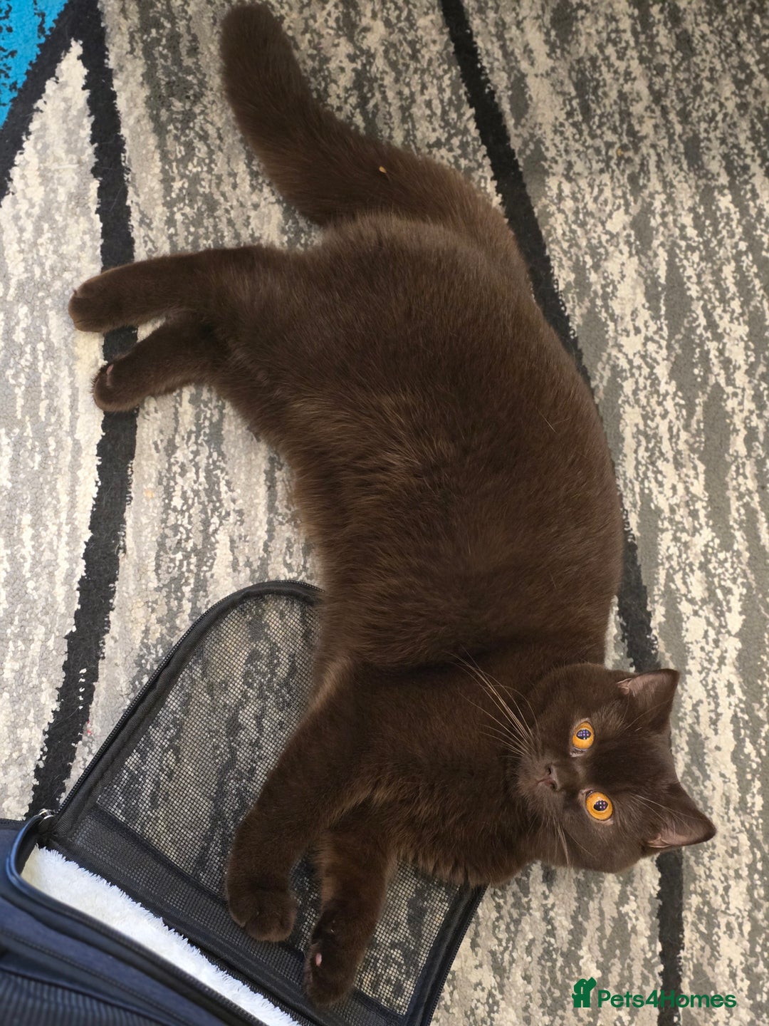 British Shorthair cats for sale: GCCF/TICA Active Queen (Chocolate) - Advert 5