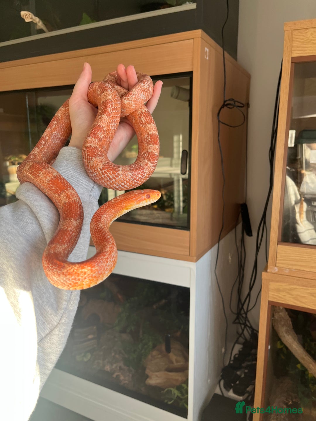 Mixed Breed reptiles for sale:  Lovely corn snake  for rehome - Image 3
