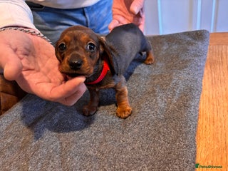 Miniature Dachshund dogs 1 little shaded red miniature dachshund girl left - Advert 5
