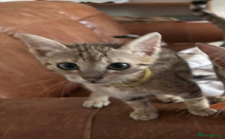 Bengal cats - Advert 2