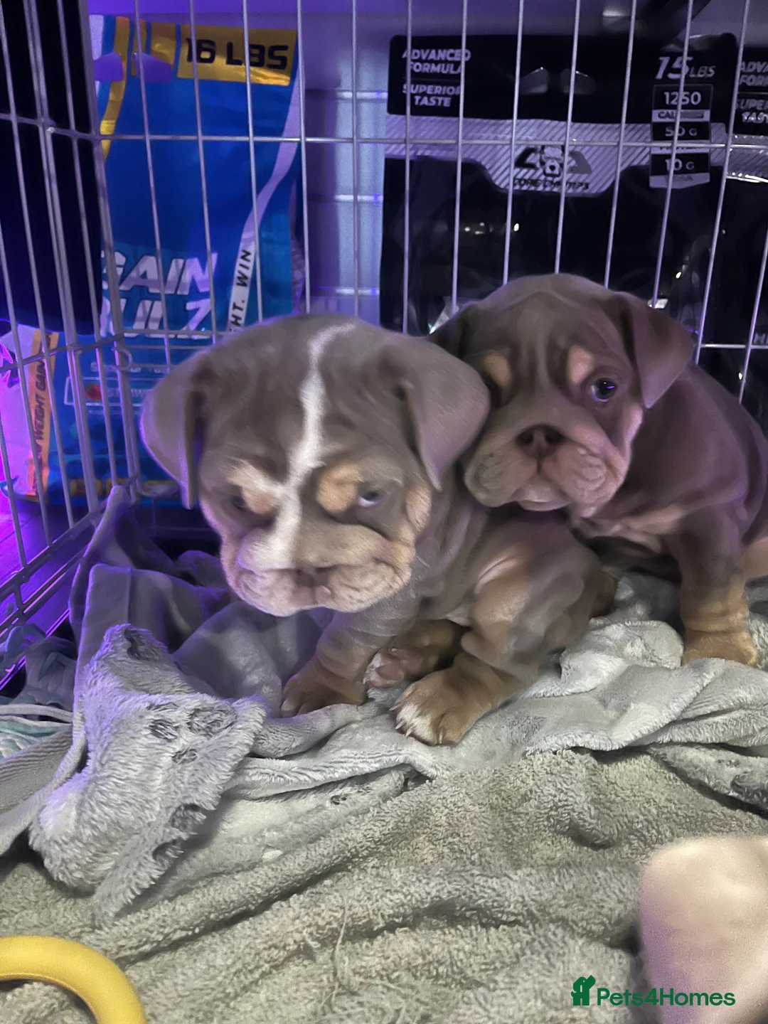 English Bulldog dogs for sale: 1 female English bulldog puppy in Glasgow - Advert 2