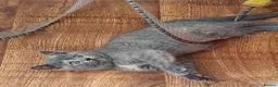 British Shorthair cats for sale: *Beautiful GCCF Reg'd Kittens*DNA Tested Parents* - Advert 16