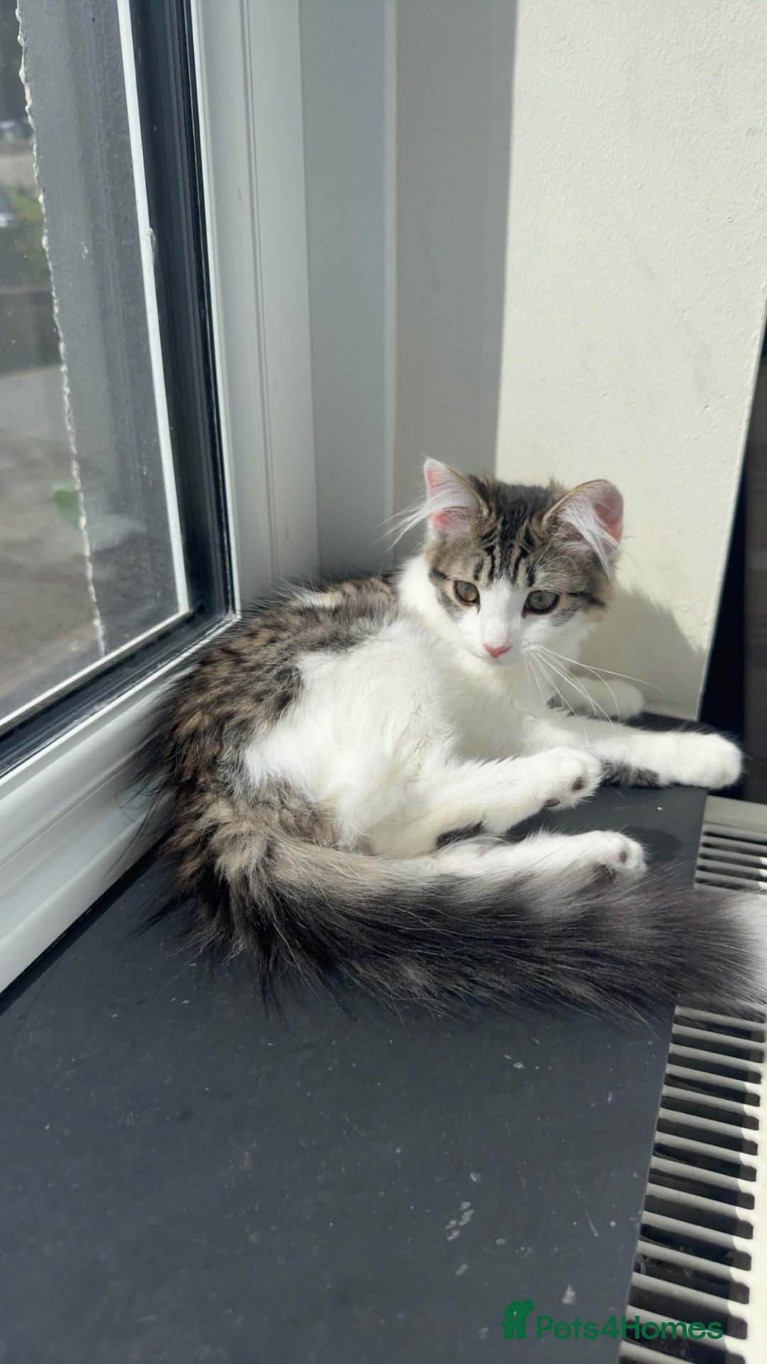 Mixed Breed cats Kittens for sale  - Advert 1
