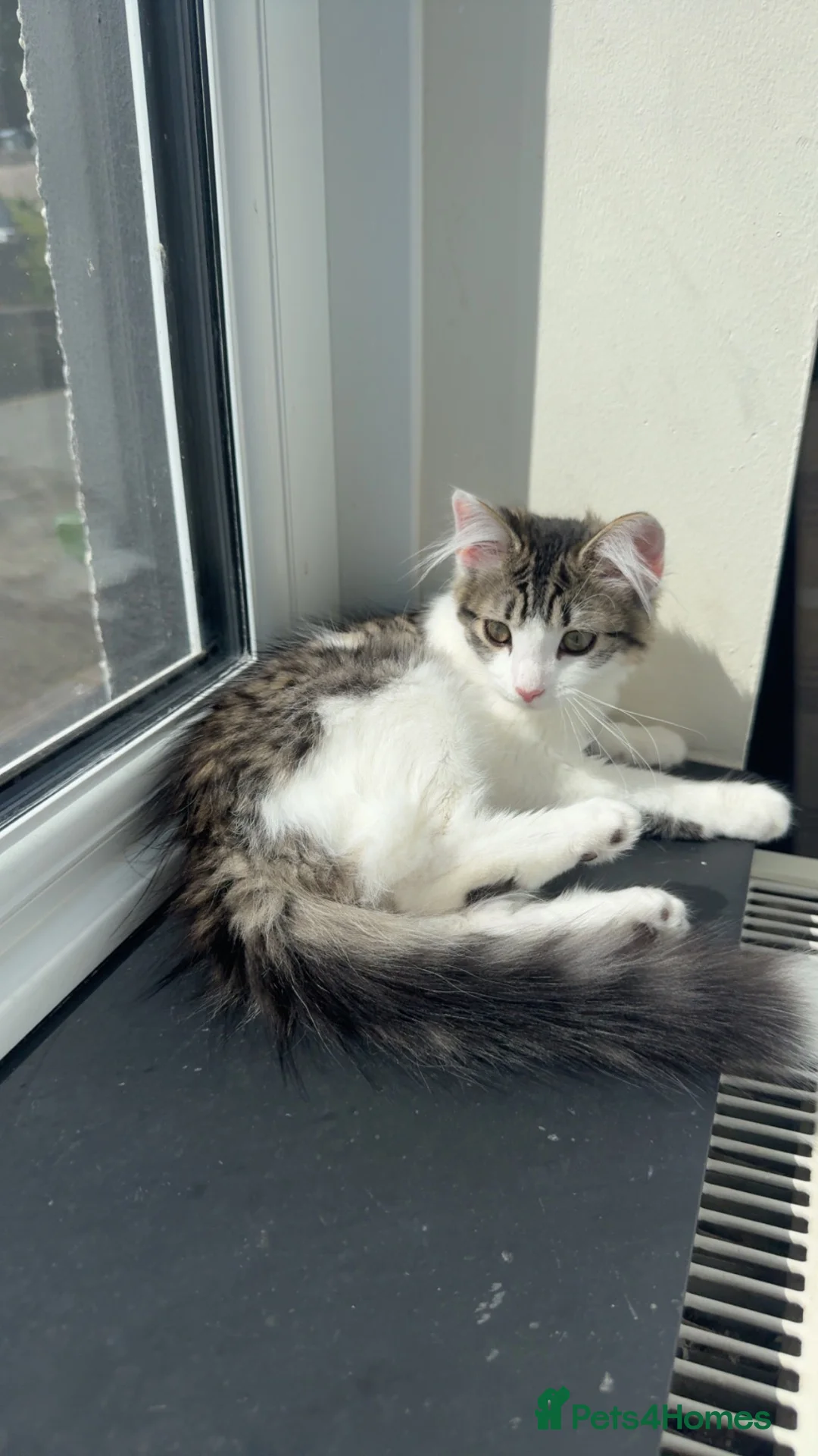Mixed Breed cats for sale: Kittens for sale  in Pontypridd - Advert 1