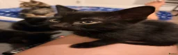 Mixed Breed cats for sale: Black &Tabby Kittens – Lovingly Raised, Ready soon in Feltham - Advert 2