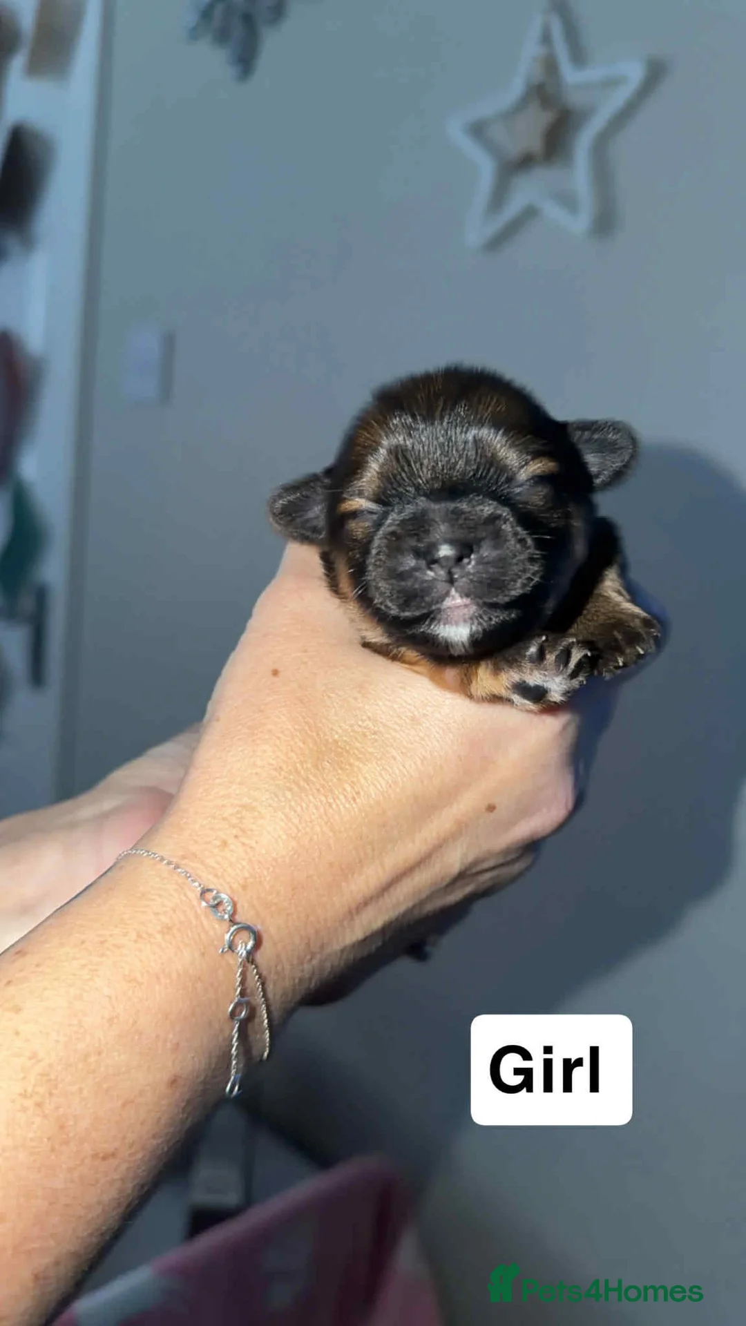 Mixed Breed dogs for sale: La-pom  pups , one boy still available  - Advert 28