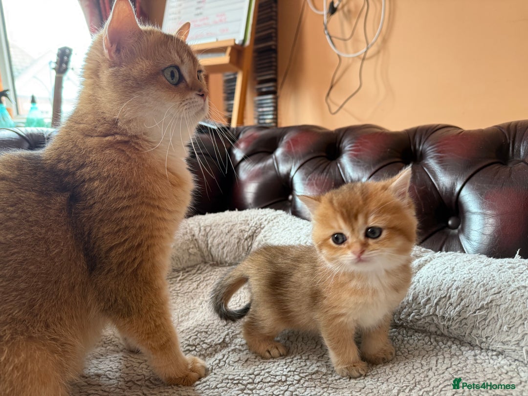 British Shorthair cats for sale: 3 Lovely Golden BSH males - Image 8