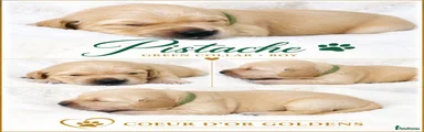 Golden Retriever green collar