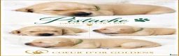 Golden Retriever dogs for sale: KC Golden Retriever from Health Tested Parents - Advert 17