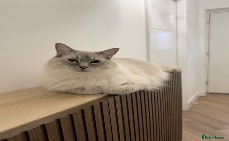 Ragdoll cats - Advert 1