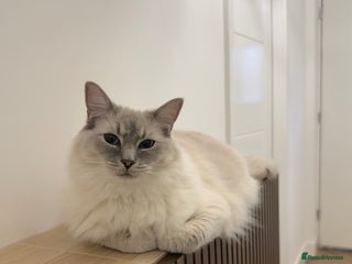 Ragdoll cats - Advert 35