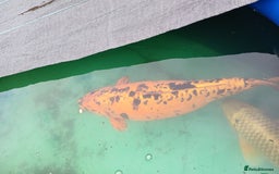 Koi Carp fish for sale: 5 large pond fish - Image 6