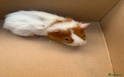Guinea Pig rodents for sale: Mixed guinea pigs for sale  - Advert 1