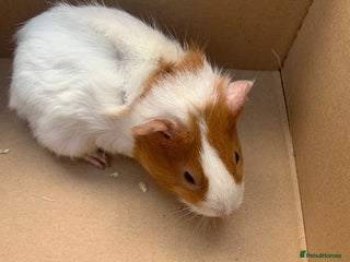 Guinea Pig rodents for sale: Mixed guinea pigs for sale - Advert 1