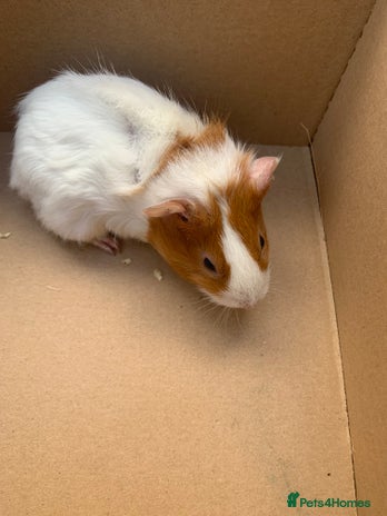 Guinea Pig rodents Mixed guinea pigs for sale - Advert 1