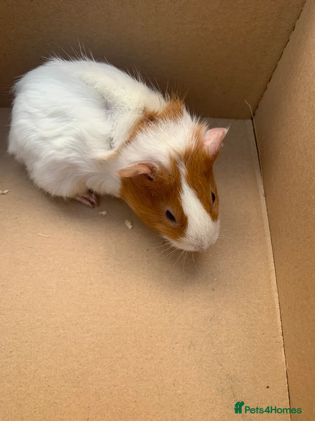 Guinea Pig rodents for sale: Female guinea pigs for sale  - Advert 1