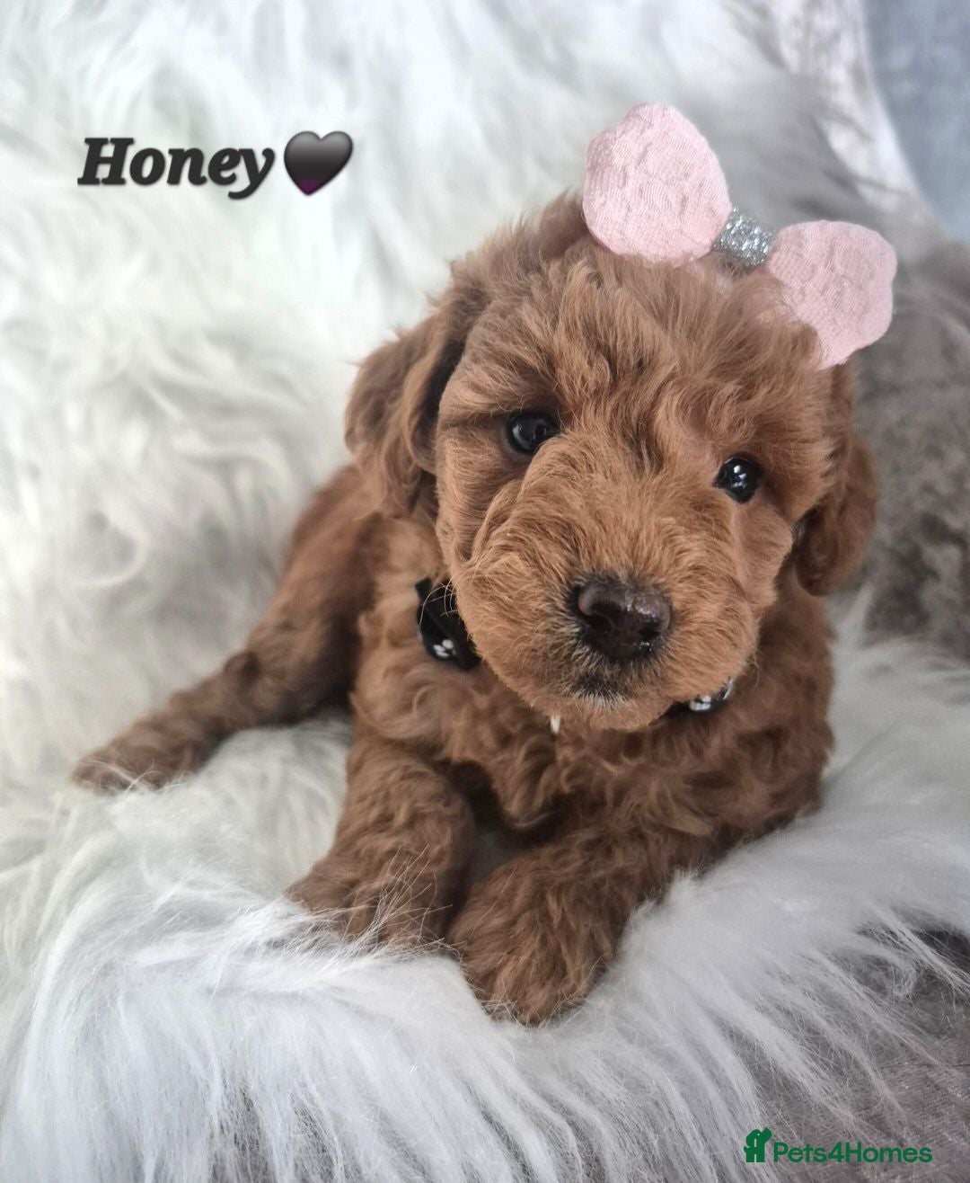 Cavapoo dogs F1B CAVAPOO PUPPIES EXTENSIVELY DNA HEALTH TESTED  - Advert 1