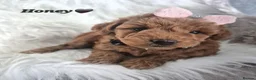 Cavapoo dogs for sale: F1B CAVAPOO PUPPIES EXTENSIVELY DNA HEALTH TESTED  - Advert 17
