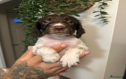 Sprocker dogs for sale: Sprocker puppies  - Image 1