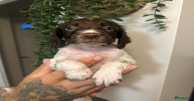 Sprocker dogs - Advert 16