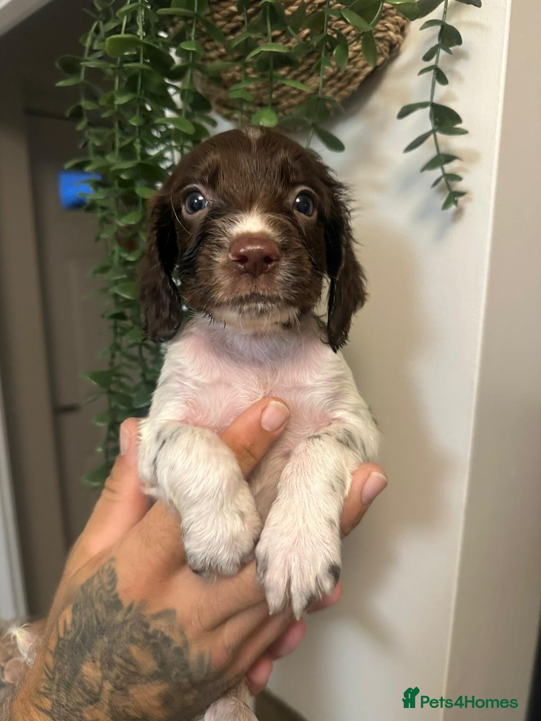 Sprocker dogs for sale: Sprocker puppies  - Image 1