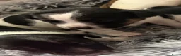 Jack Russell dogs for sale: 3 beautiful Jack Russell girls - Advert 23