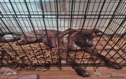 Mixed Breed dogs for sale: Dog de bordeaux female puppy - Image 3