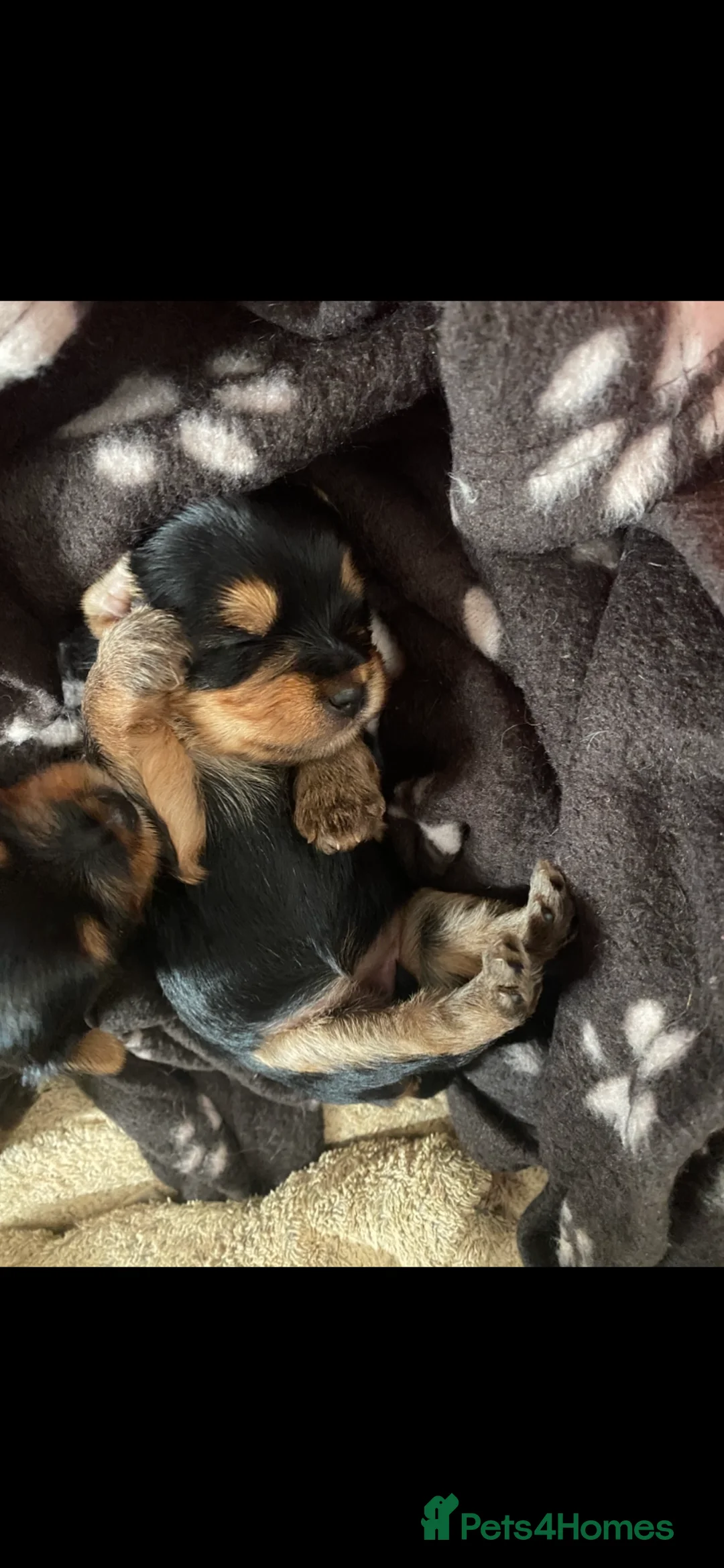Yorkshire Terrier dogs for sale: 4 Stunning Minature Yorkshire terriers for sale  - Advert 36