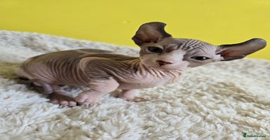 Sphynx cats - Advert 5