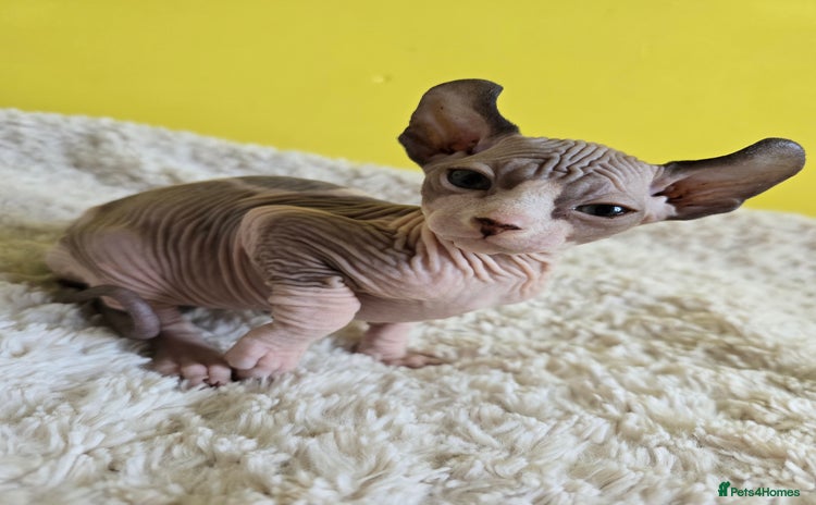 Sphynx cats - Advert 14