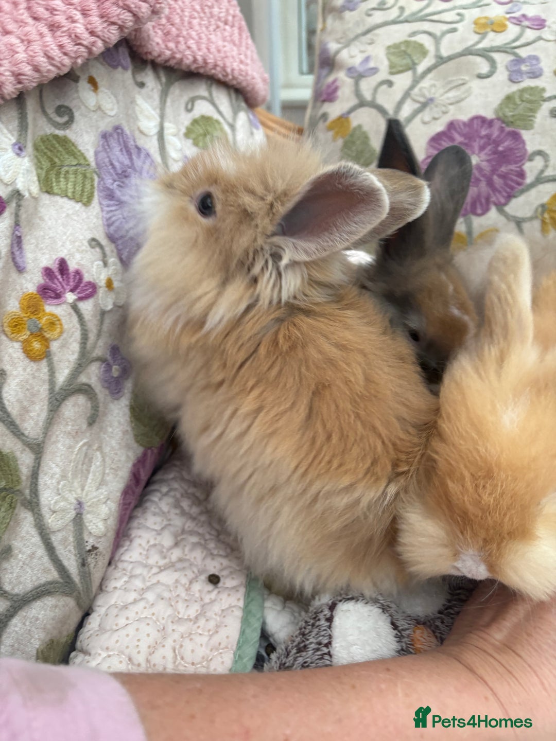 Angora rabbits for sale: Indoor raised Angora~ vaccinated  - Image 4