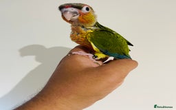 Conures birds for sale: Hand reared conures for sale - Image 25