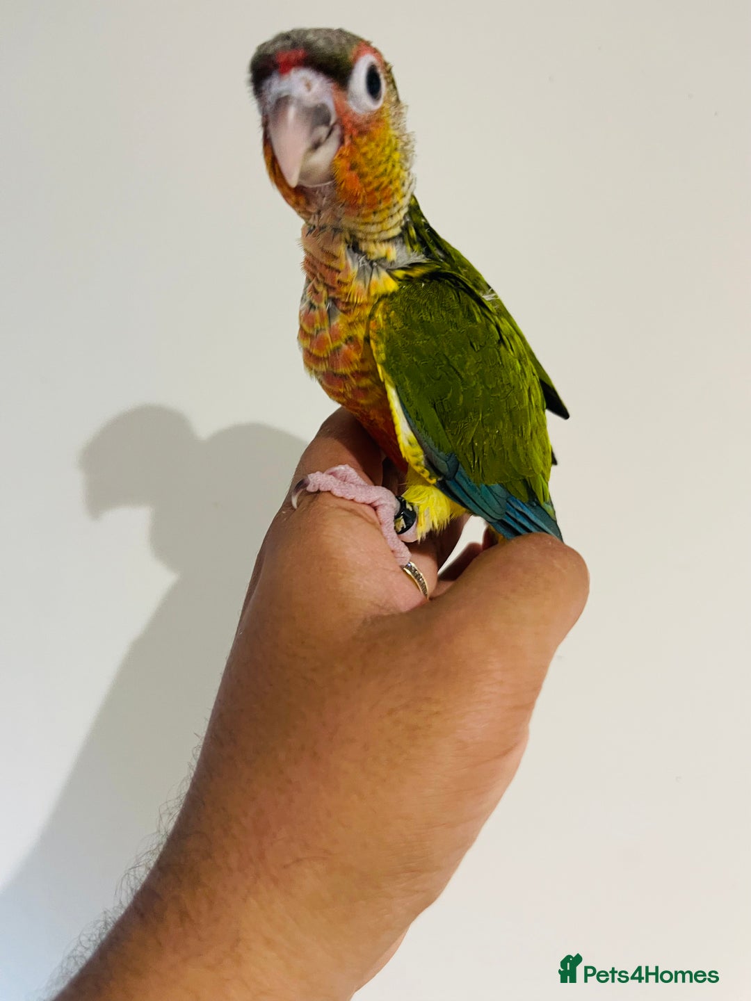 Conures birds for sale: Hand reared conures for sale - Image 25