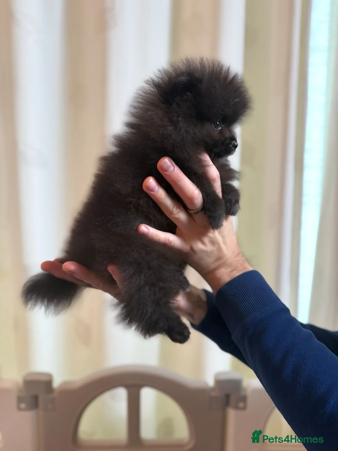 Pomeranian dogs for sale: Teddy Face Poms Puppies European Champion Lines - Advert 11