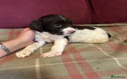 English Springer Spaniel dogs for sale: Stunning English springer spaniel  - Image 5