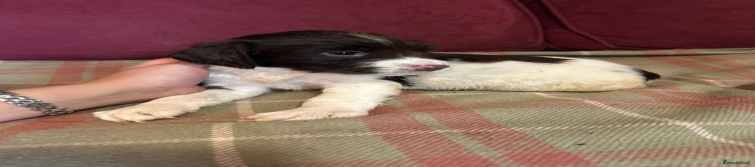 English Springer Spaniel Puppy 5