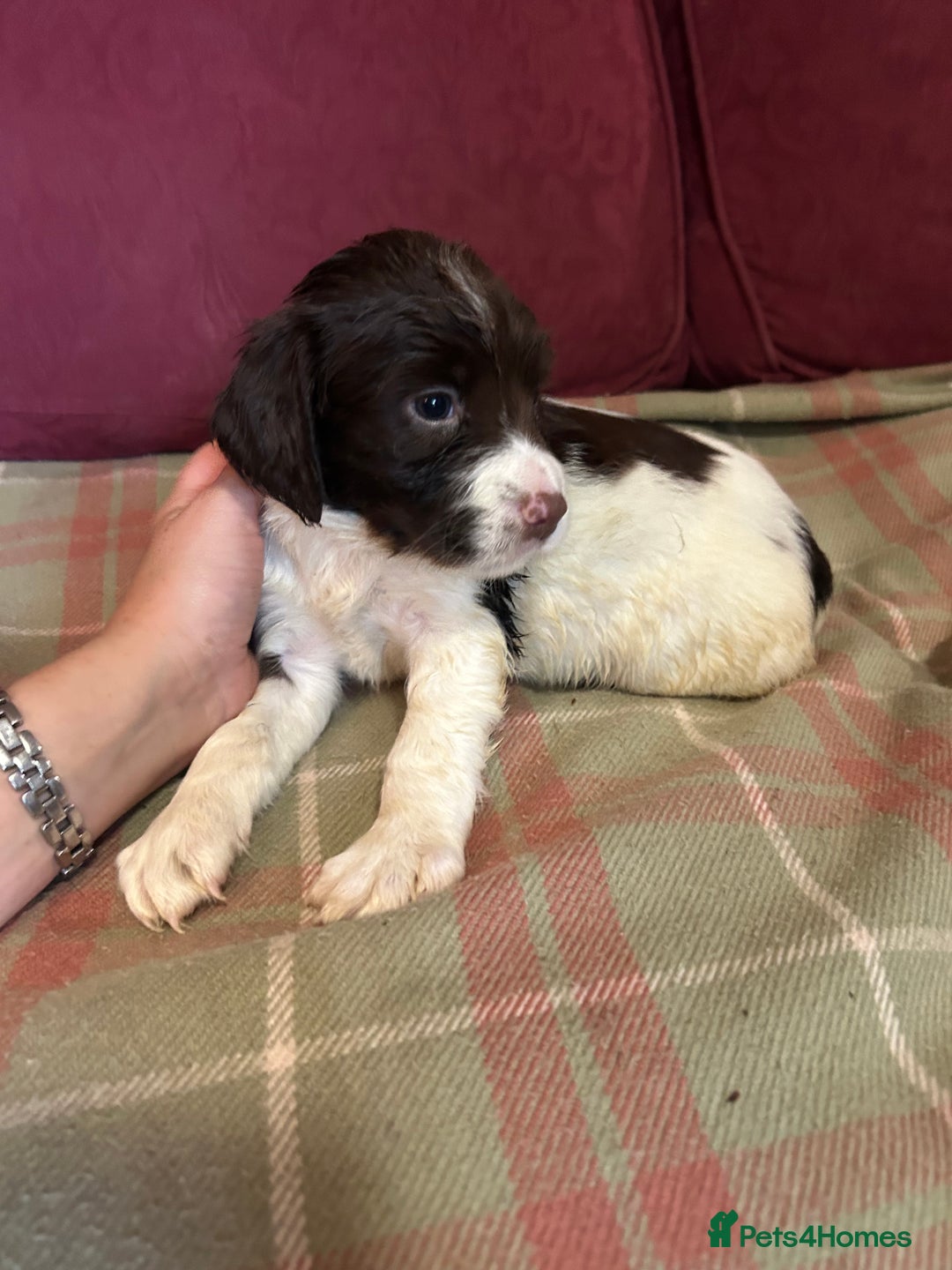 English Springer Spaniel dogs for sale: Stunning English springer spaniel  - Image 5