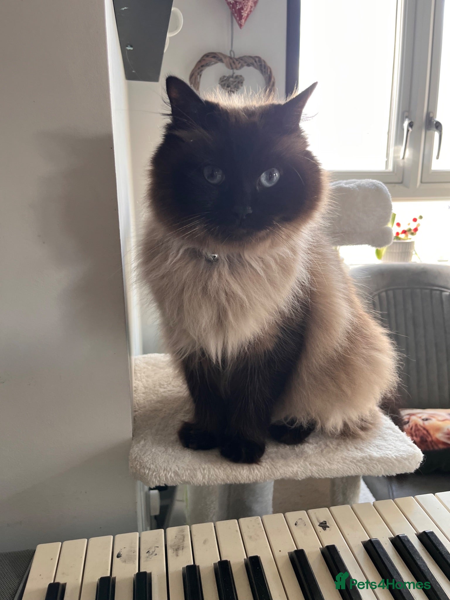 Ragdoll cats 2 beautiful ragdolls ready for their forever home - Advert 7
