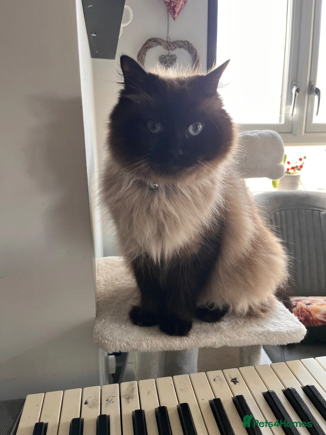 Ragdoll cats for sale: 2 beautiful ragdolls ready for their forever home - Advert 1