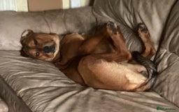 Mixed Breed dogs for sale: Rottweiler x Red Fox Lab - Image 4