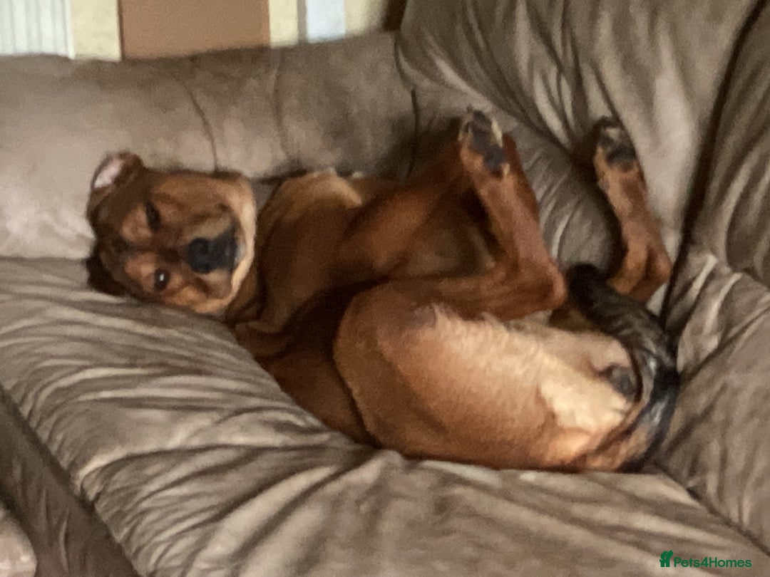 Mixed Breed dogs for sale: Rottweiler x Red Fox Lab - Image 4