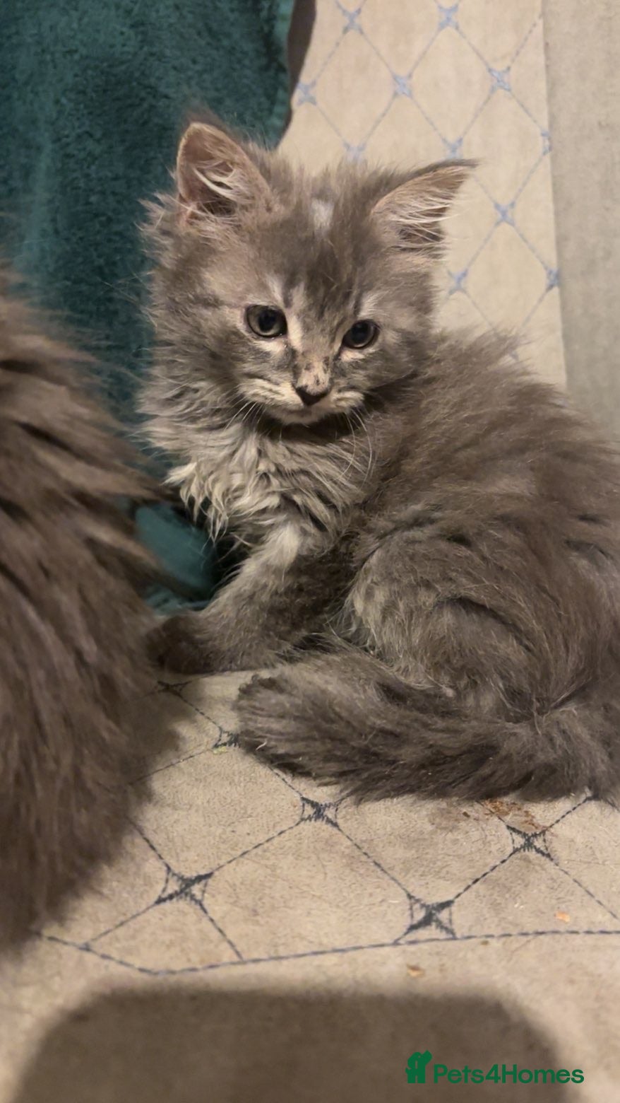Mixed Breed cats KITTENS FOR SALE - Advert 2