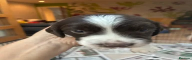 English Springer Spaniel 3