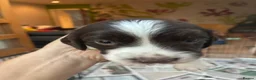 English Springer Spaniel dogs for sale: Willows pups. One girl remaining  - Advert 30