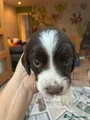 English Springer Spaniel 3
