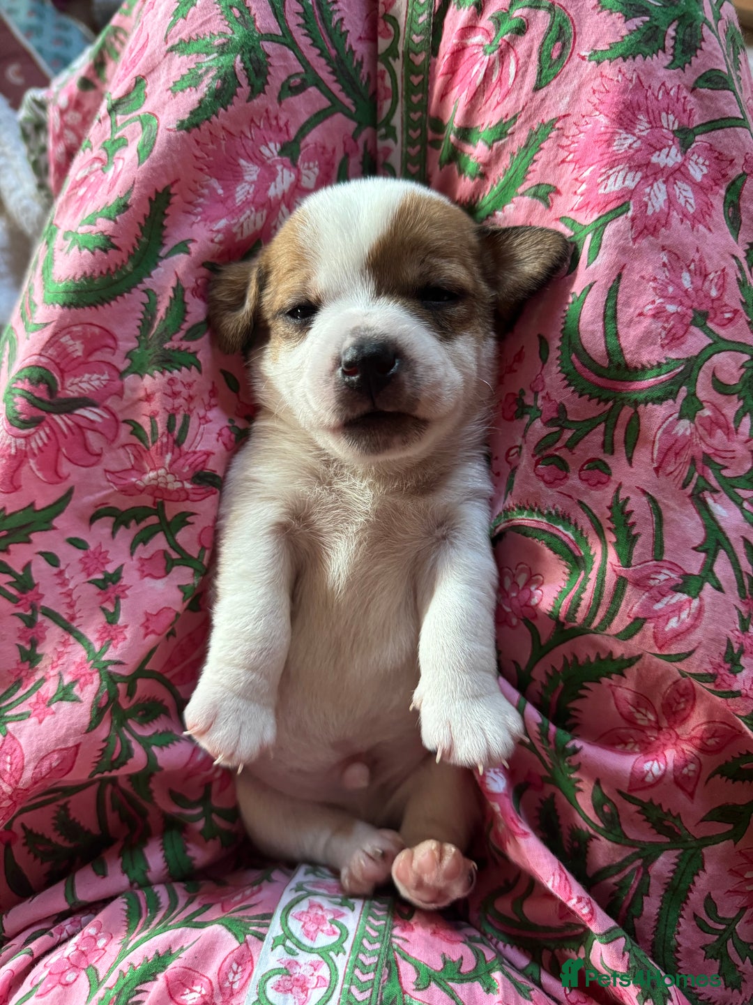 Jack Russell dogs for sale: Georgeous Jack Russell Puppy boy  in Tunbridge Wells - Image 12
