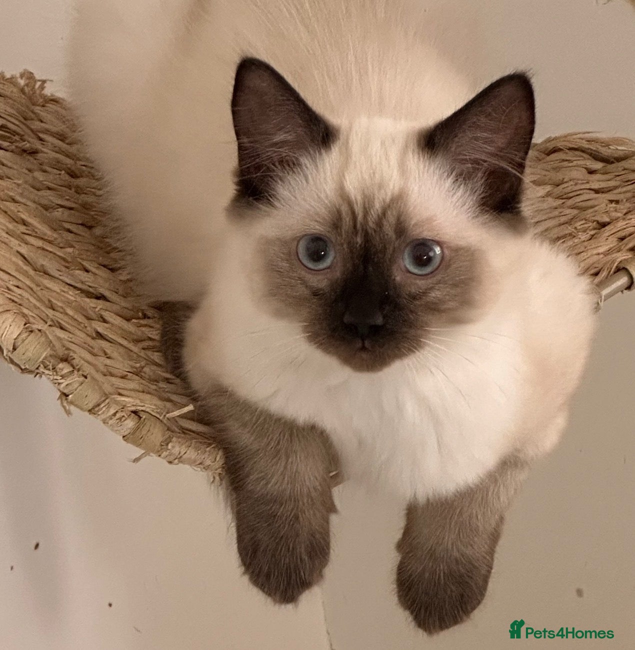 Ragdoll cats CHOCOLATE SEALPOINT RAGDOLL KITTEN  - Advert 5