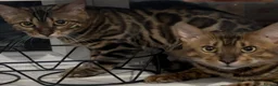 Bengal cats for sale: Perfect Bengal queen  - Advert 2