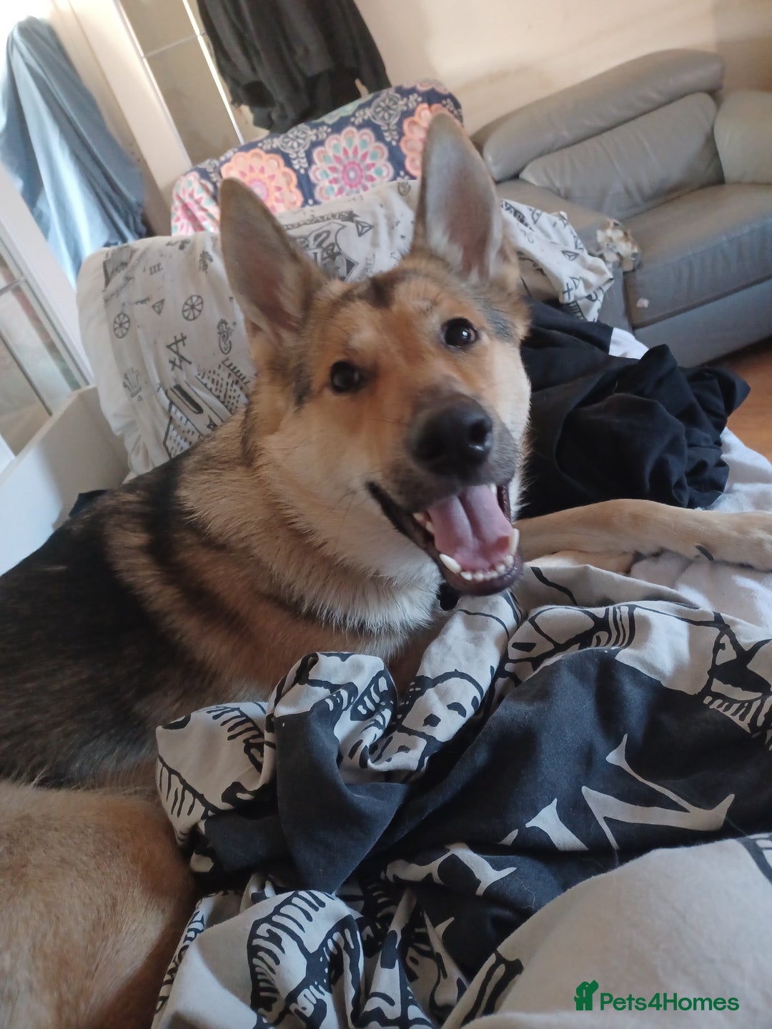 Shepsky dogs for sale: Adorable Friendly Shepsky Needs A New Home - Image 2